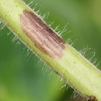 stem
