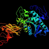 lipase