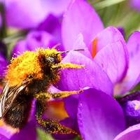 pollinator