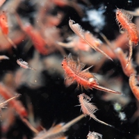 浮游生物