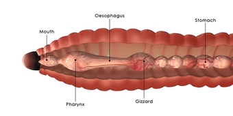 hydrostatic skeleton