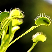 plant