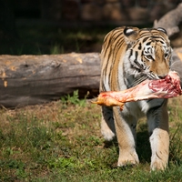 carnivore