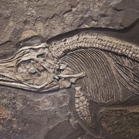 fossil