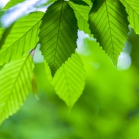 deciduous