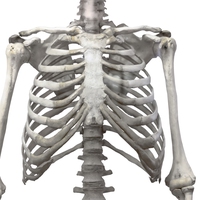 rib cage