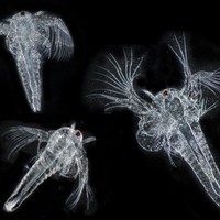 zooplankton