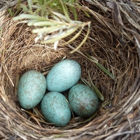 nest