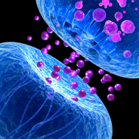 synapse