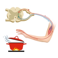 reflex arc