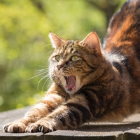 stretch