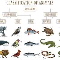 classification