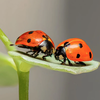 biotic