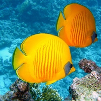 coral reef