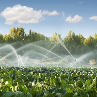 irrigation