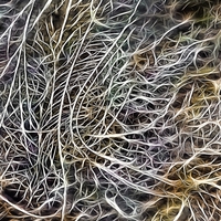 neuron