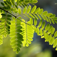 leaf arrangement