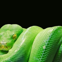 reptile