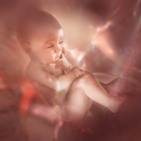 womb