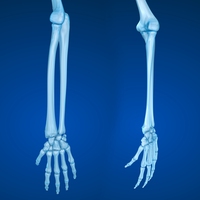 ulna
