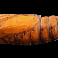 pupa