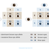 dominant allele