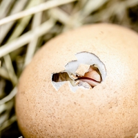 embryo