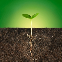 root