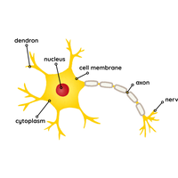 motor neurone