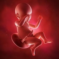 foetus