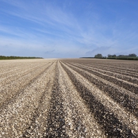 chalky soil