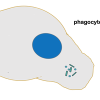 phagocytosis