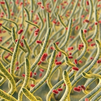 cilia