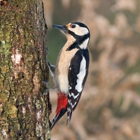 woodpecker