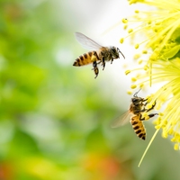 pollination