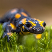 amphibian