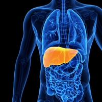 liver