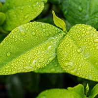 leaf