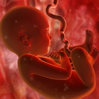 foetus