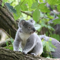 habitat
