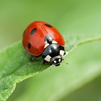 ladybird