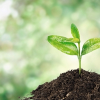seedling