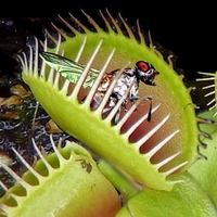 Venus flytrap