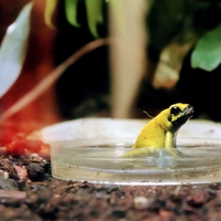 petri dish