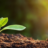 seedling