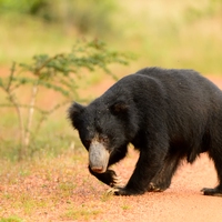 sloth bear