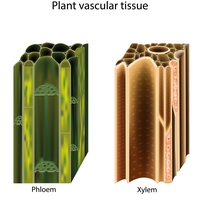 phloem