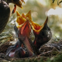 trophic