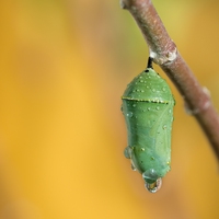pupa
