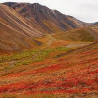 tundra